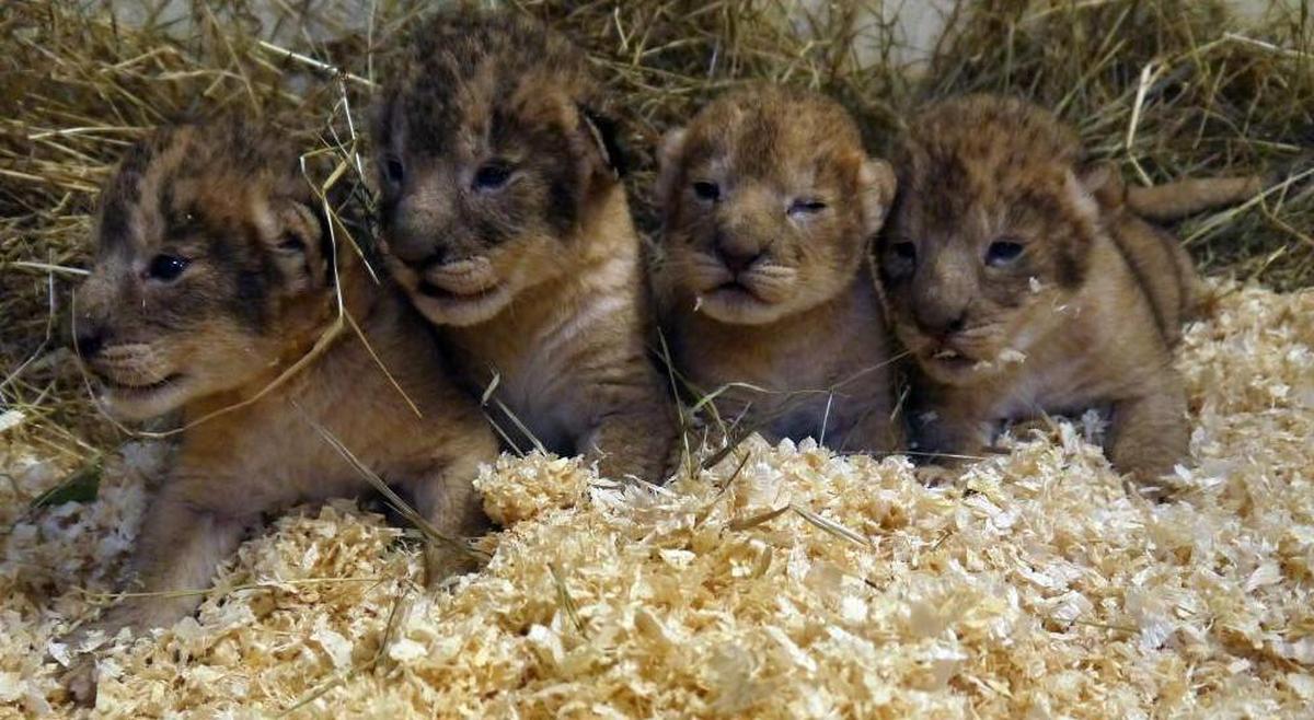 Un zoo sueco sacrifica a 9 cachorros de león por falta de espacio