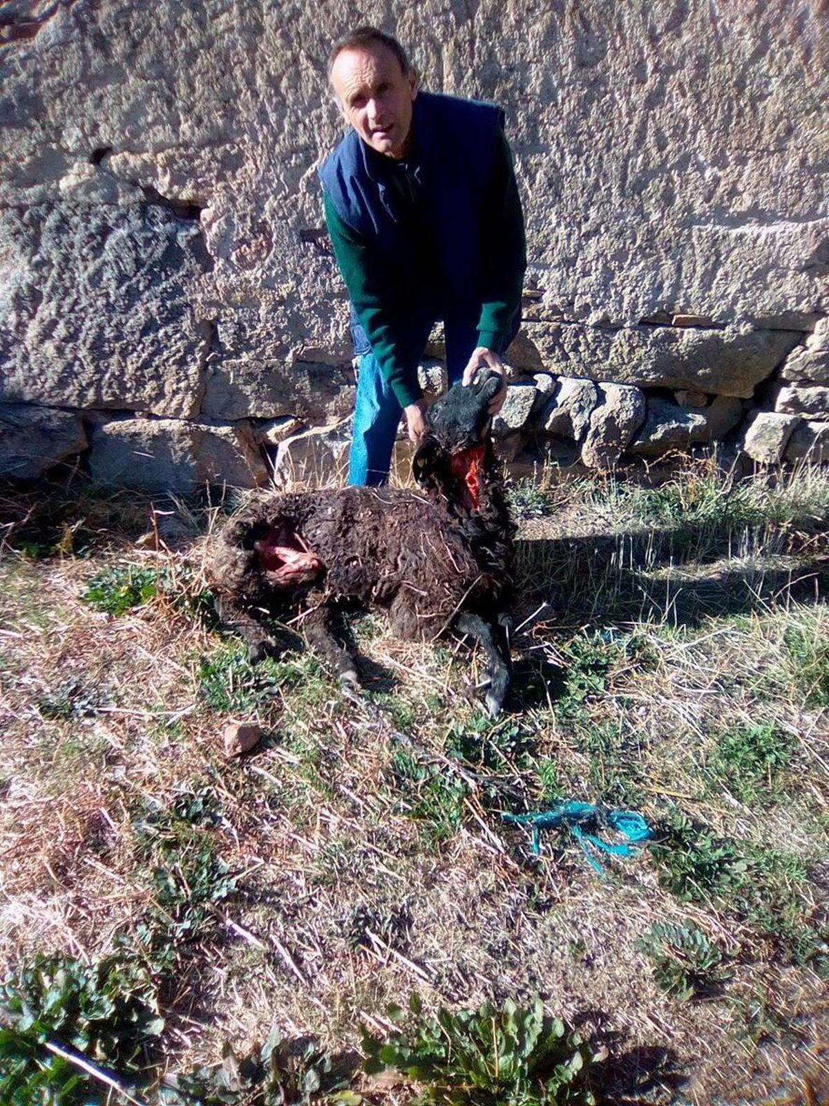 Un ganadero de Bogajo sufre tres ataques de lobo con 8 ovejas muertas el último mes