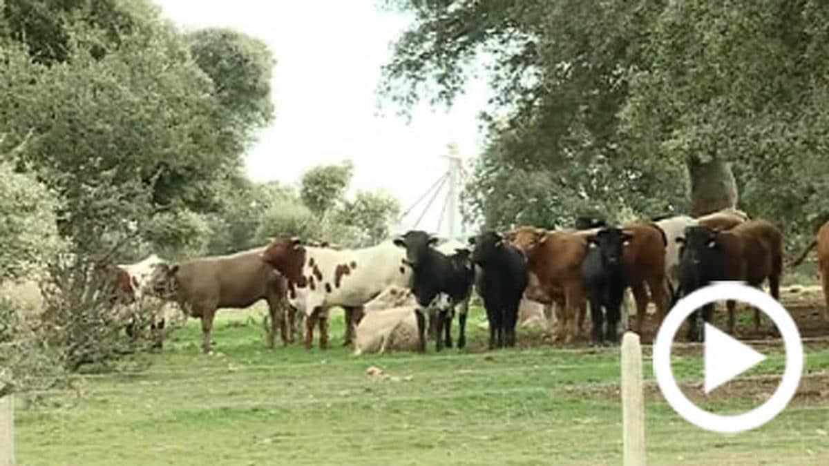 El caso de vaca loca detectado en El Sahúgo no presenta ningún riesgo para el consumo