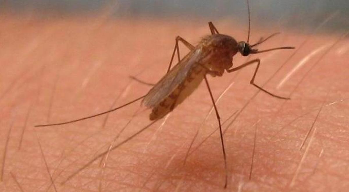 EVITA que te pique los MOSQUITOS - REPELENTES y CONSEJOS