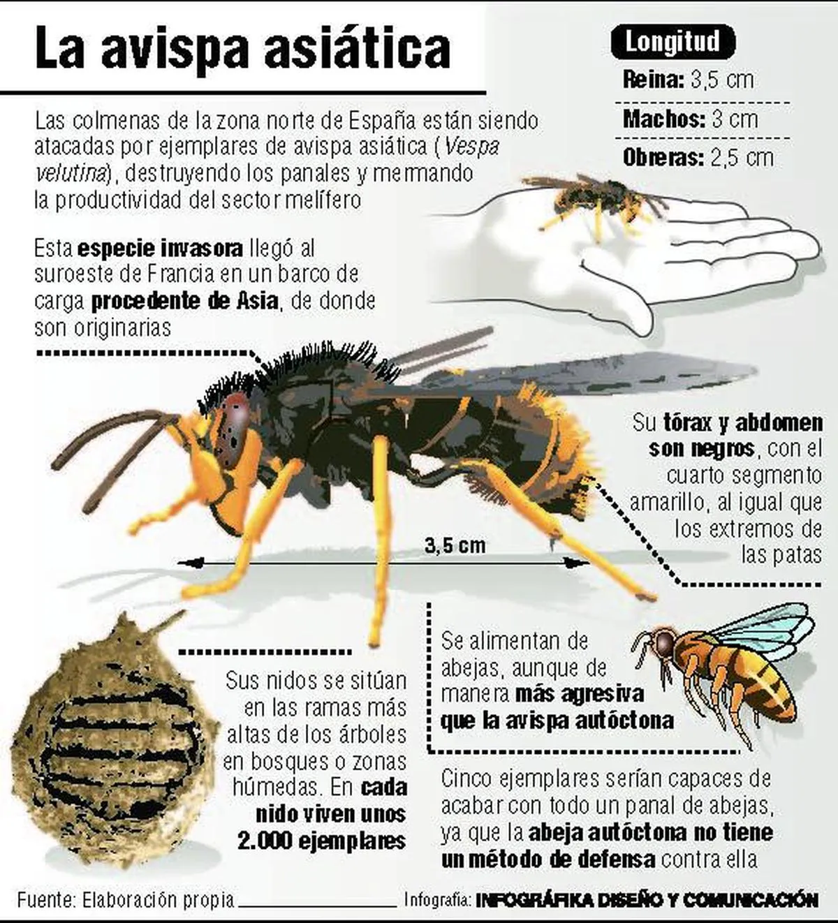 El sur de Salamanca podría recibir a la avispa asesina que ha causado dos muertes en España los últimos cuatro días