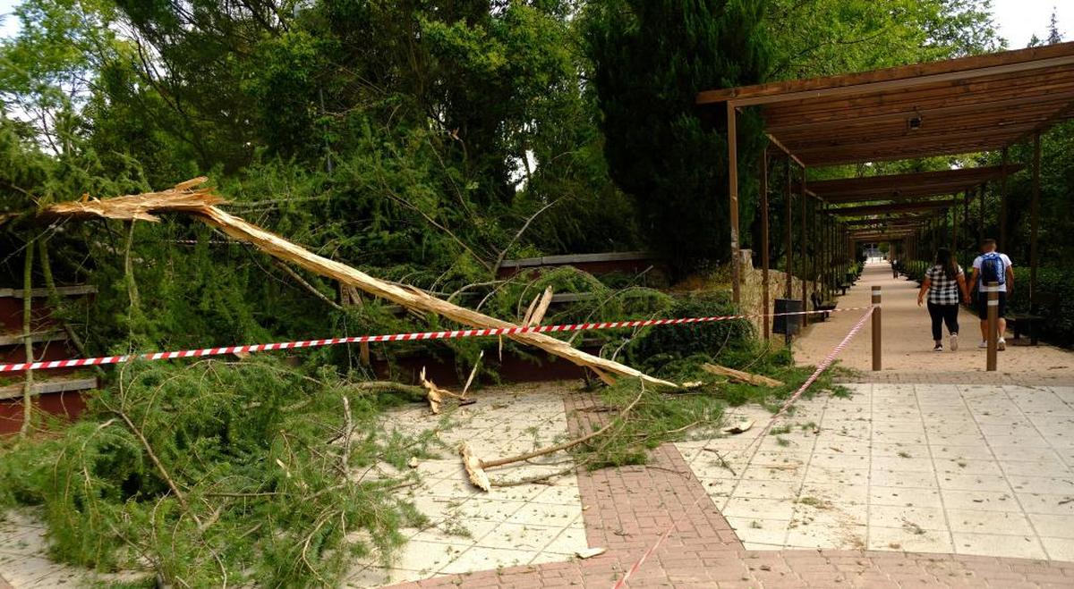 El temporal destroza un árbol en el parque de Los Jesuitas