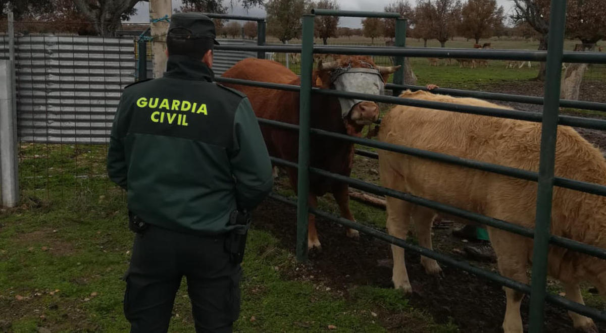 Investigado un ganadero de Castillejo Martín Viejo por maltratar a sus toros