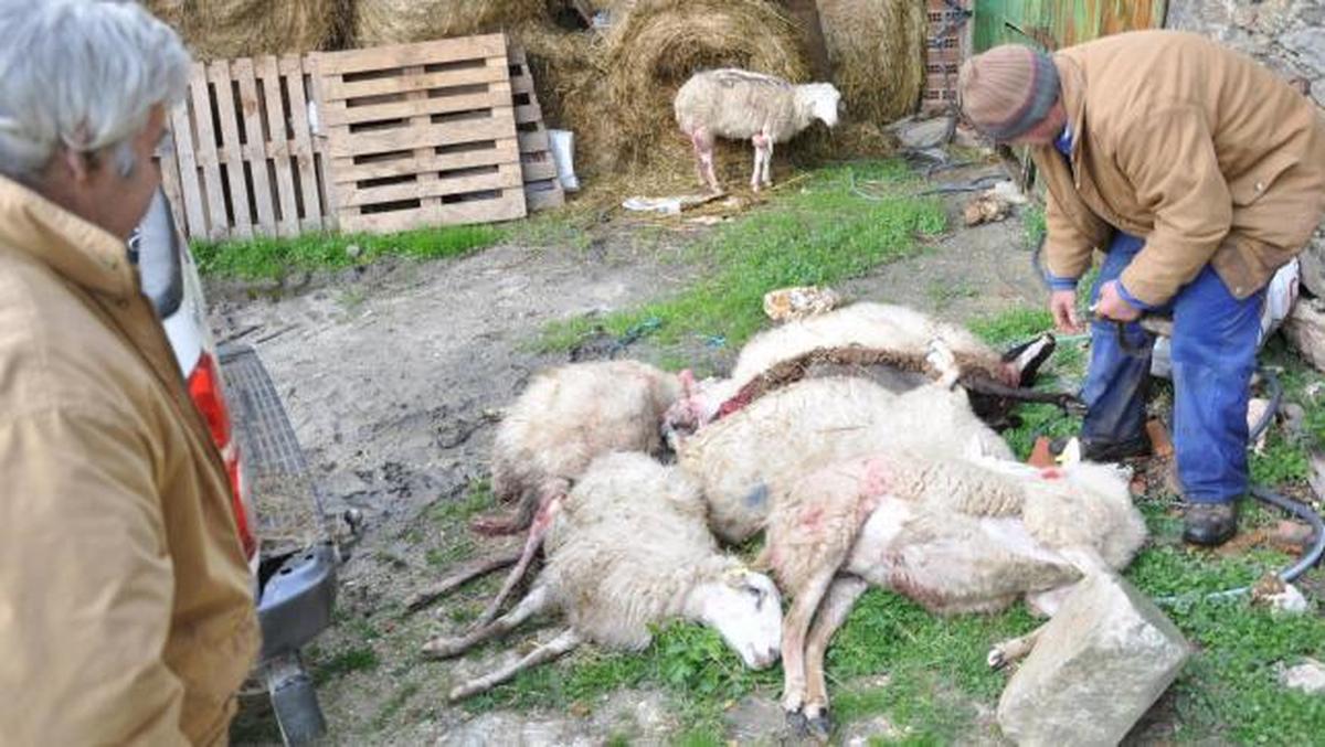 La Junta compensará con 140 euros por cada oveja muerta por ataques de lobos
