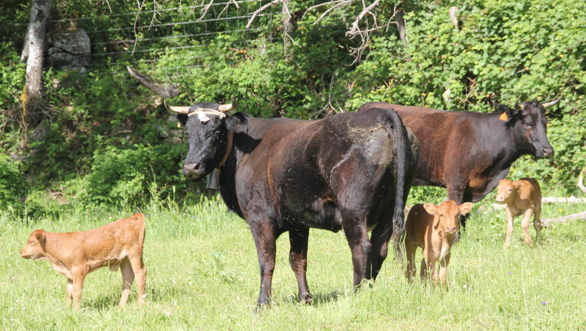 La Junta inicia el pago de 23,2 millones a las explotaciones de vacas nodrizas de Salamanca