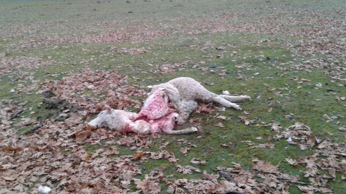 Tercer ataque del lobo en un mes en una explotación de Olmedo de Camaces