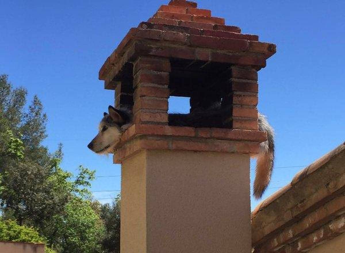 Espectacular rescate de un perro en una chimenea