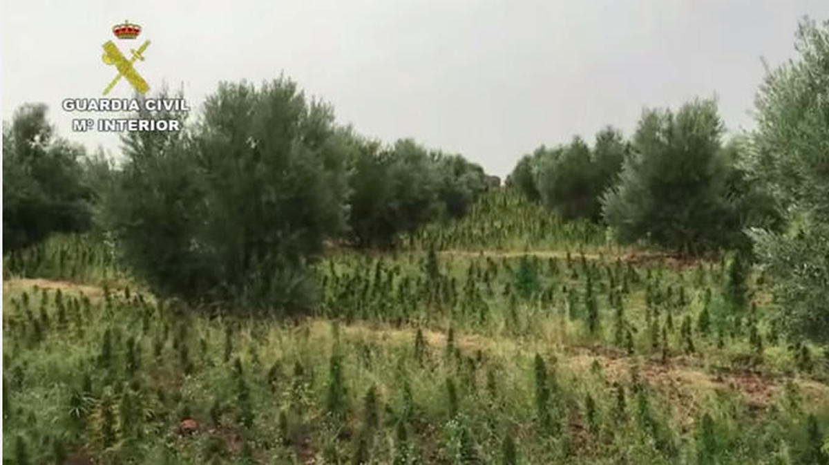Se incautan cinco toneladas de marihuana de una finca agrícola