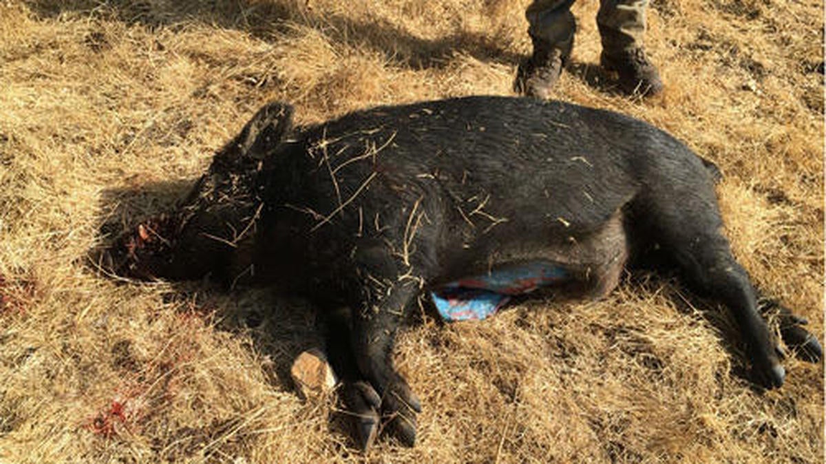 Hallan un jabalí cuya grasa es azul