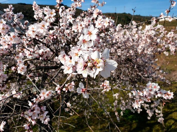 Flor del almendro.