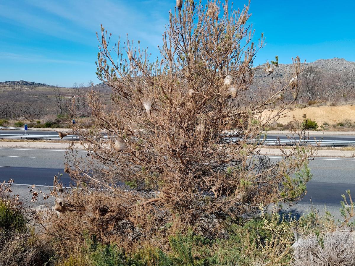 Imagen de los nidos de procesionaria en la A-66 junto al complejo deportivo de La Cerrallana en Béjar.