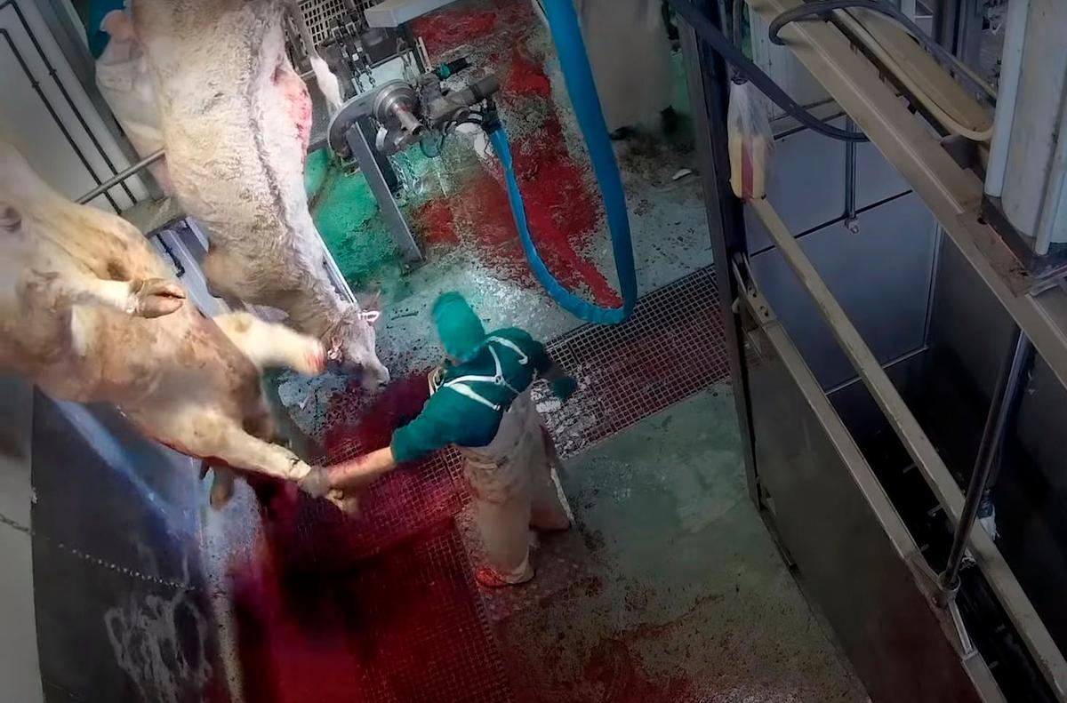 Las “intolerables” escenas de maltrato animal en otro matadero de Castilla y León