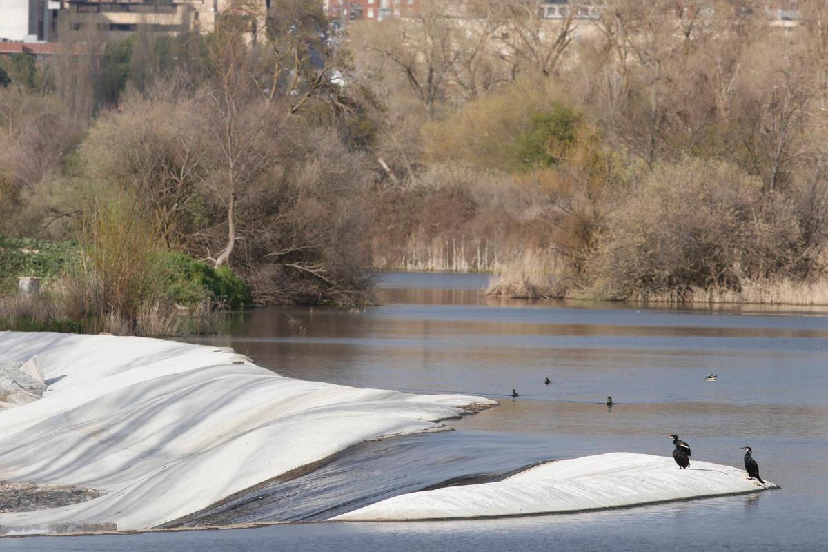 Ejemplares de varias especies de aves asentadas en el Tormes en la pesquera de Tejares.