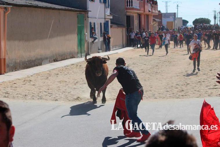 El Toro del Voto desata la pasión taurina en Villoria