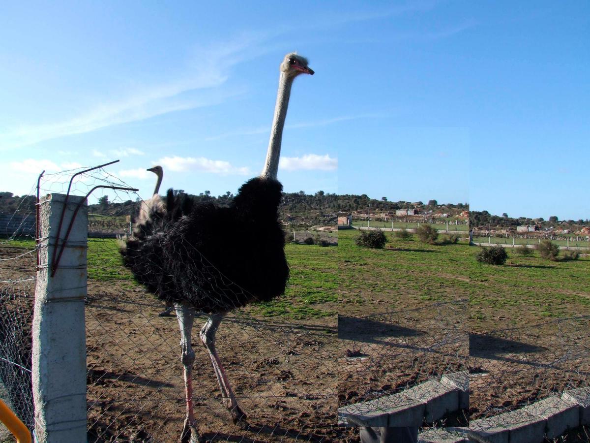 Una de las avestruces de la granja de Villar de Ciervo.