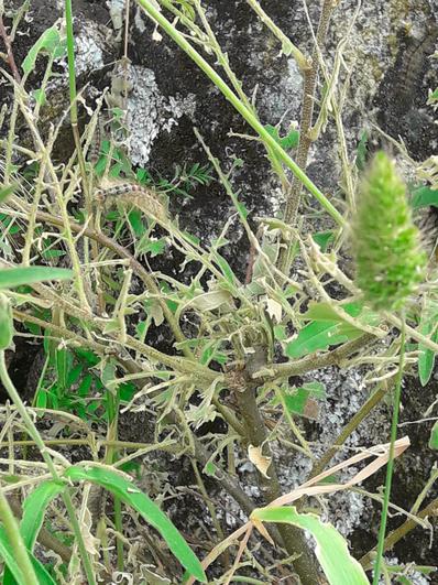 La oruga lagarta se alimenta de los brotes y hojas de los árboles.