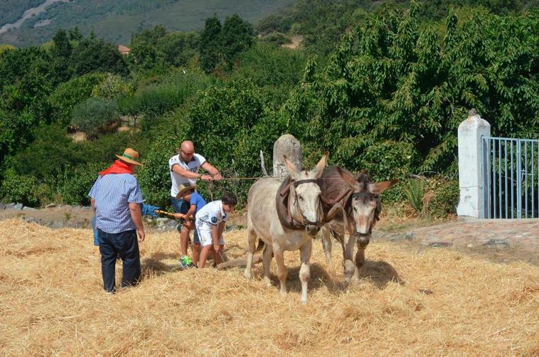 La fórmula para que no se olvide cómo se trillaba en los pueblos de Salamanca