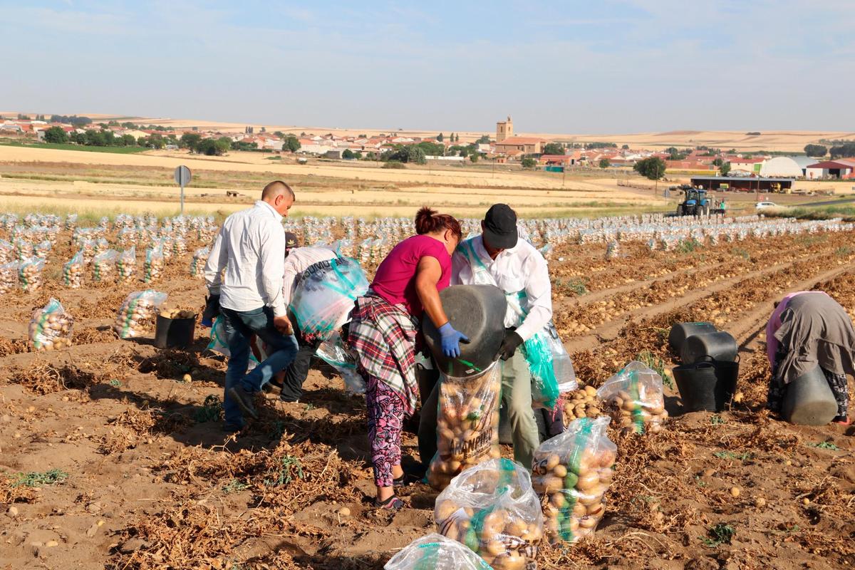Cuadrilla de temporeros sacando patatas en Cantalpino.