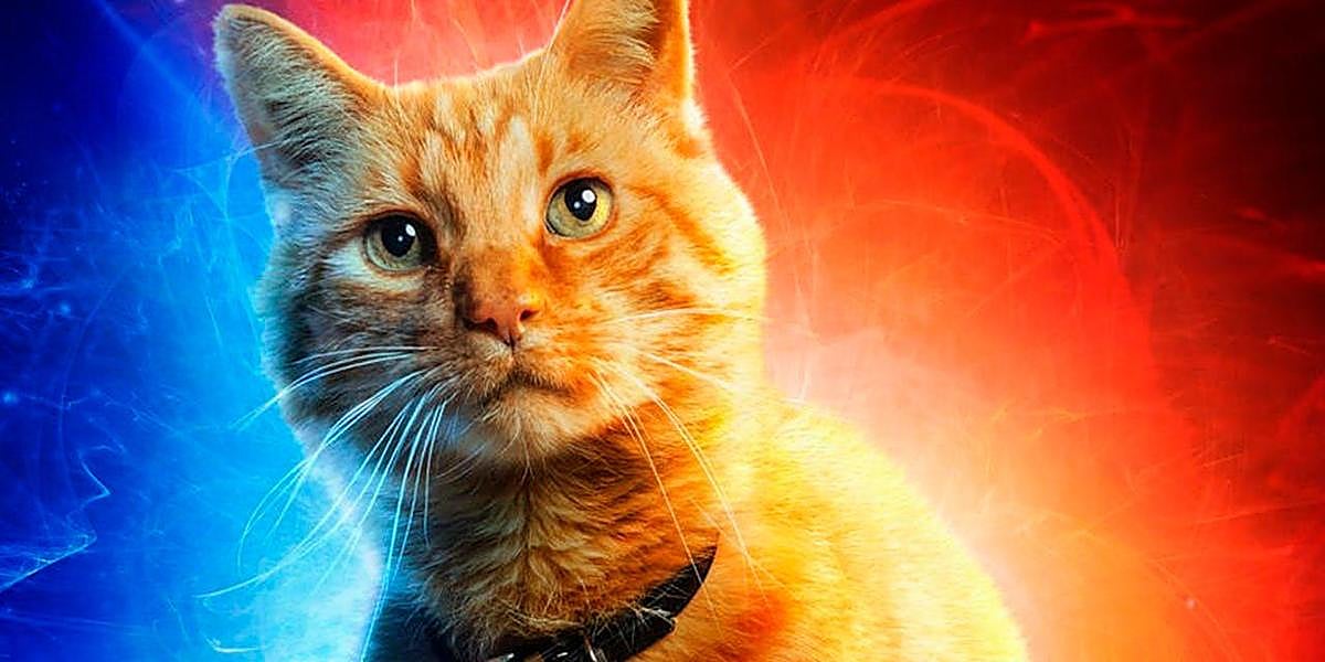 Los gatos saben distinguir su nombre