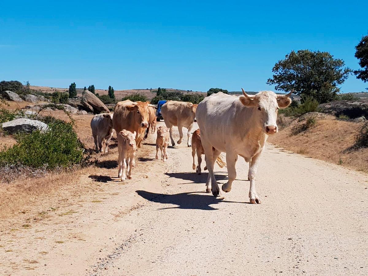 Vacas con sus terneros transitan por un camino de la comarca de Béjar en un cambio de pastos