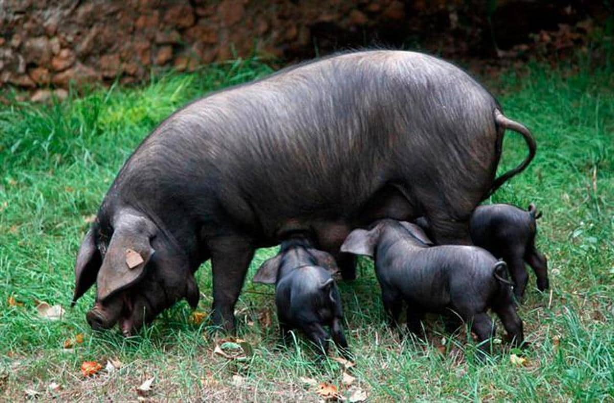 Tres cachorros de cerdo junto a su madre.