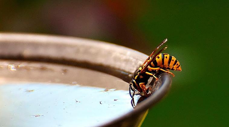 Ejemplar de avispa en una fuente.