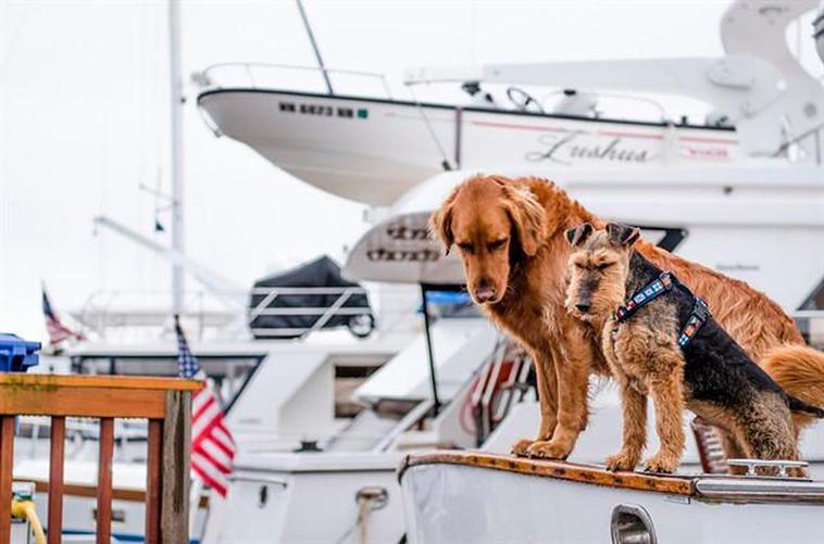 Dos perros en la cubierta de un yate.