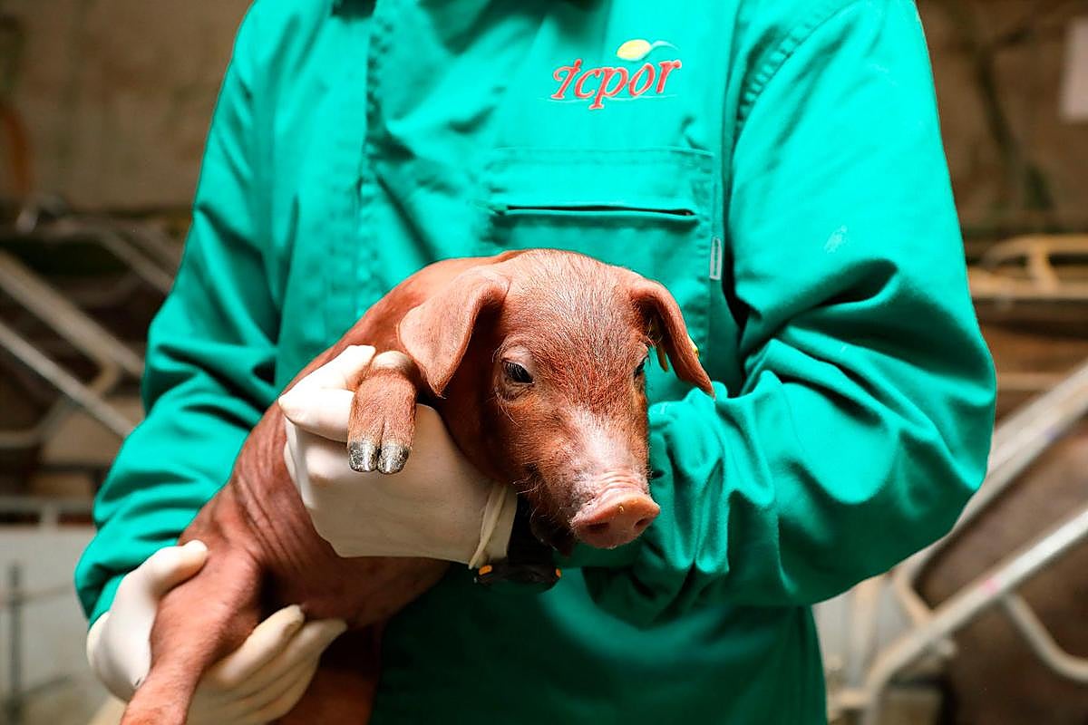 ICPOR mantiene un compromiso con el bienestar de sus animales.