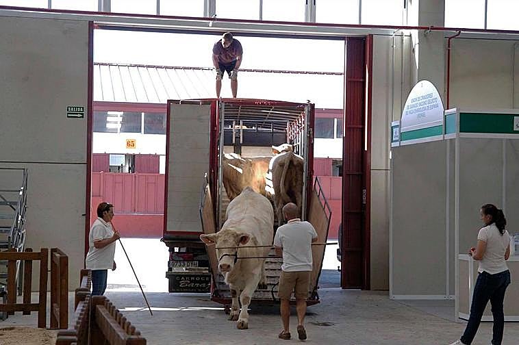 Las vacas comienzan a llegar a Salamaq