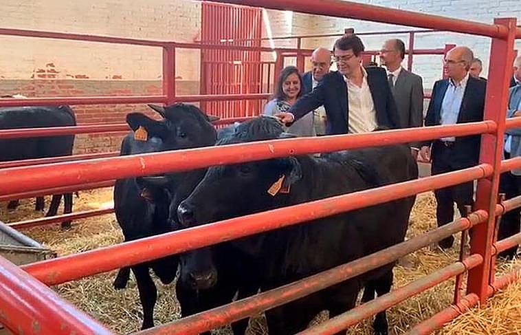 Mañueco se atreve a peinar a las moruchas