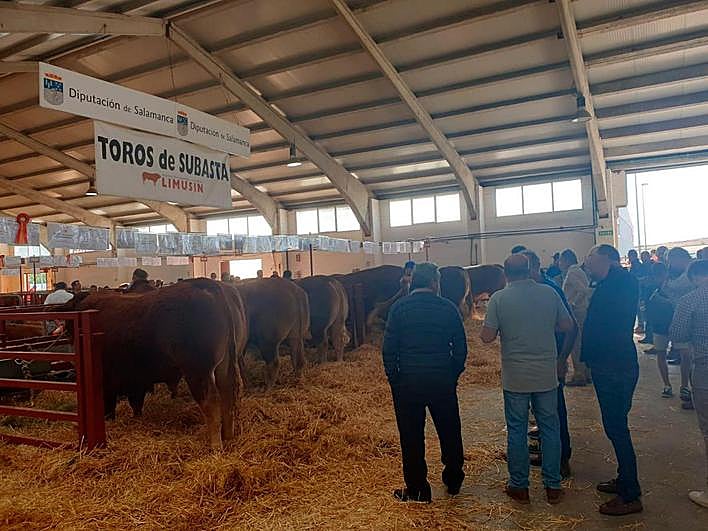 Expectación en la nave de limusin.