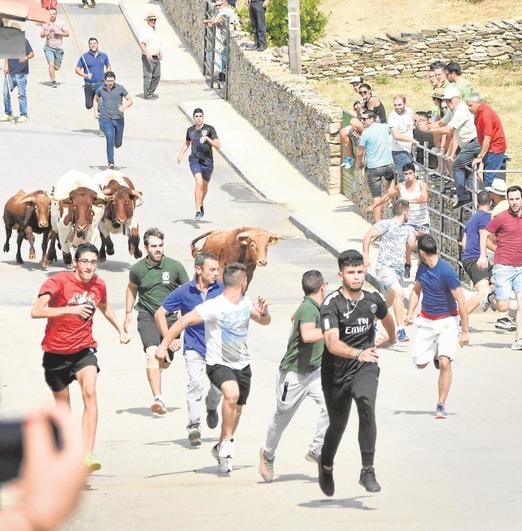 Los encierros taurinos vuelven a Barruecopardo por las fiestas.