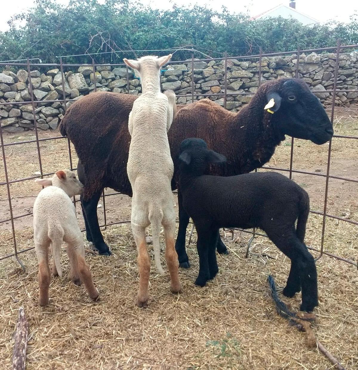 La oveja con sus trillizos.