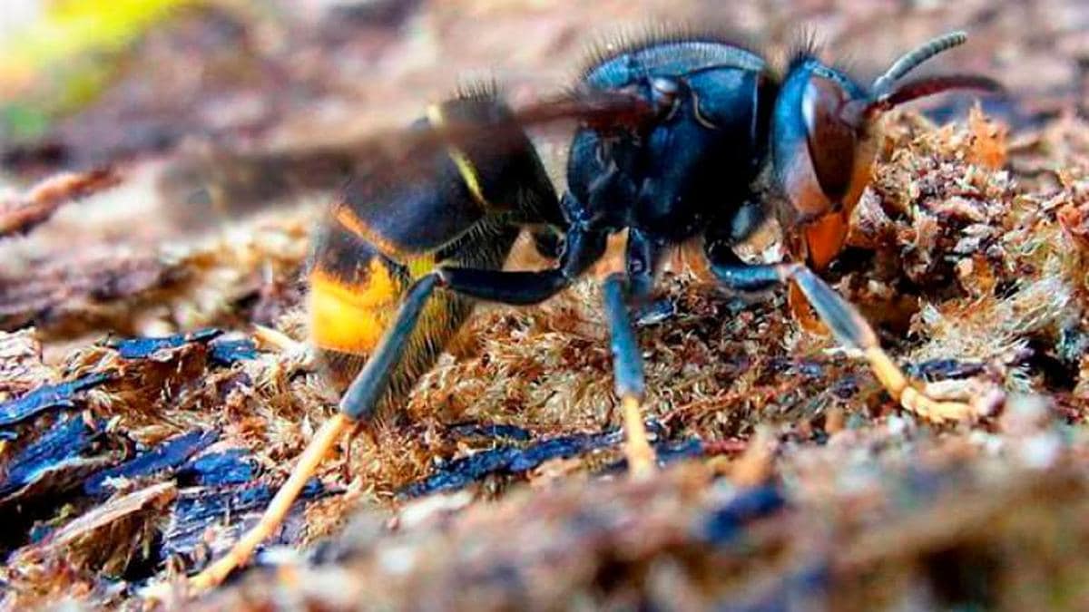 Un ejemplar de avispa asiática o “Vespa velutina”.