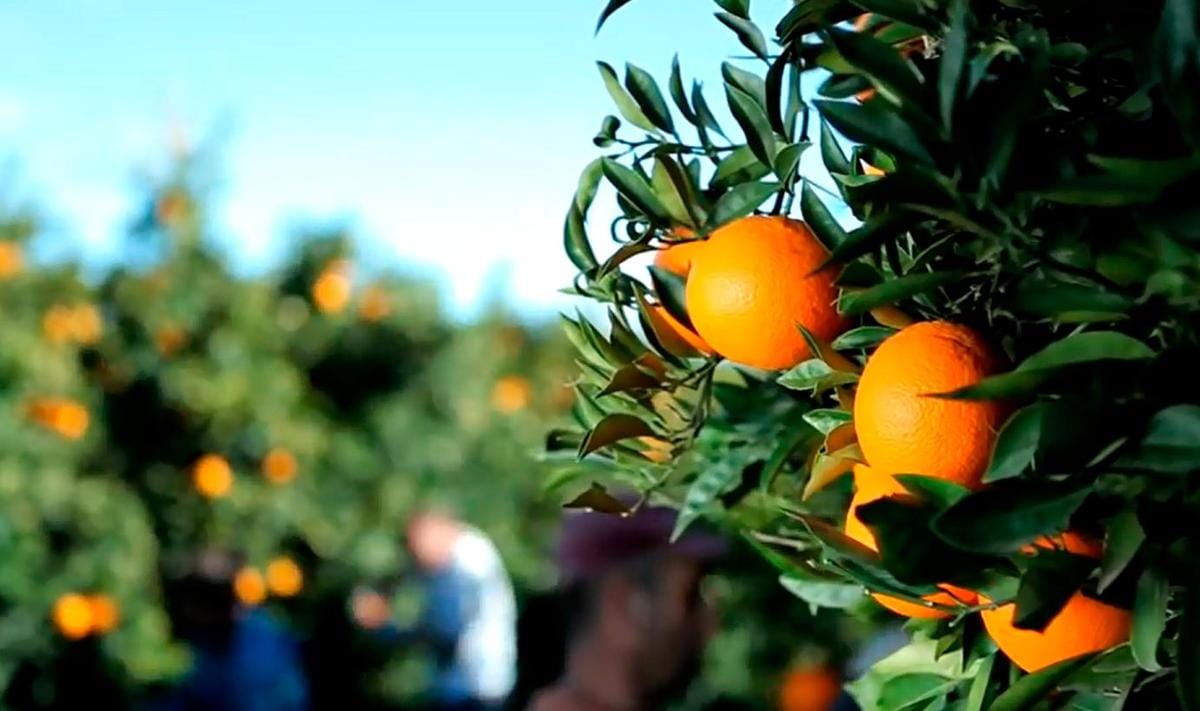 Mercadona sigue ofreciendo naranjas de septiembre a noviembre.