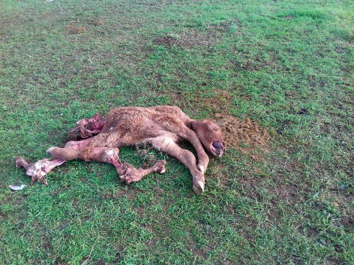 Los buitres vuelven a matar un ternero cerca de Ciudad Rodrigo