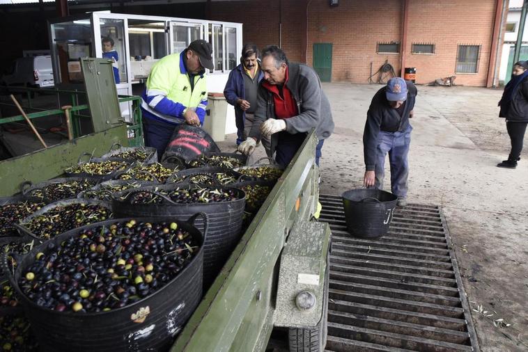 Descargando aceitunas ayer en la almazara de Aldeadávila.