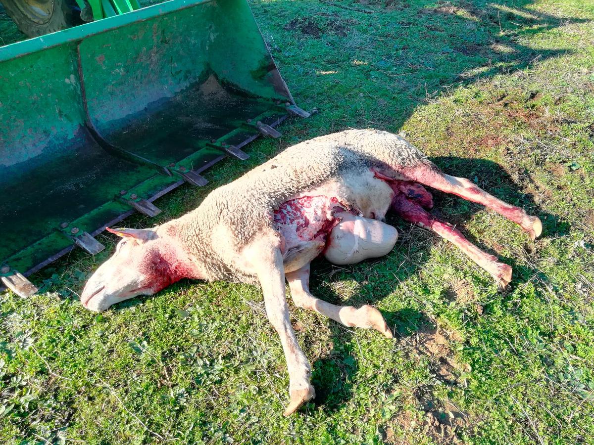 Una de las ovejas muertas en Bermellar.