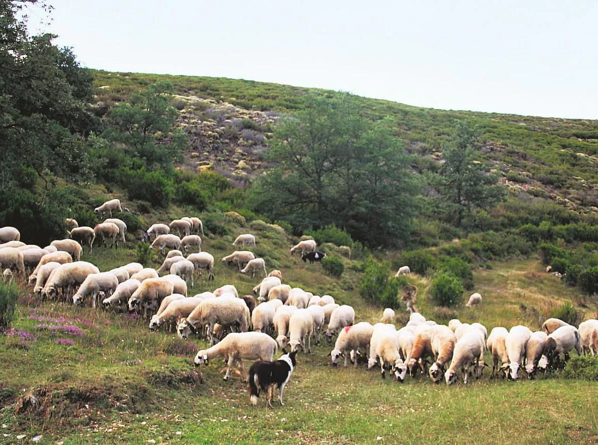 Explotación ecológica de ovejas churras en la localidad de Monleras.