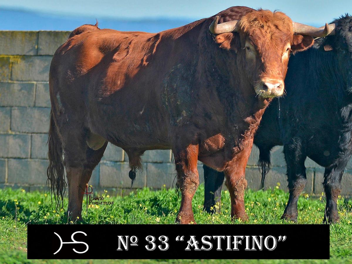 Nº33 “Astifino” de Hermanos Sánchez Herrero (Lunes)