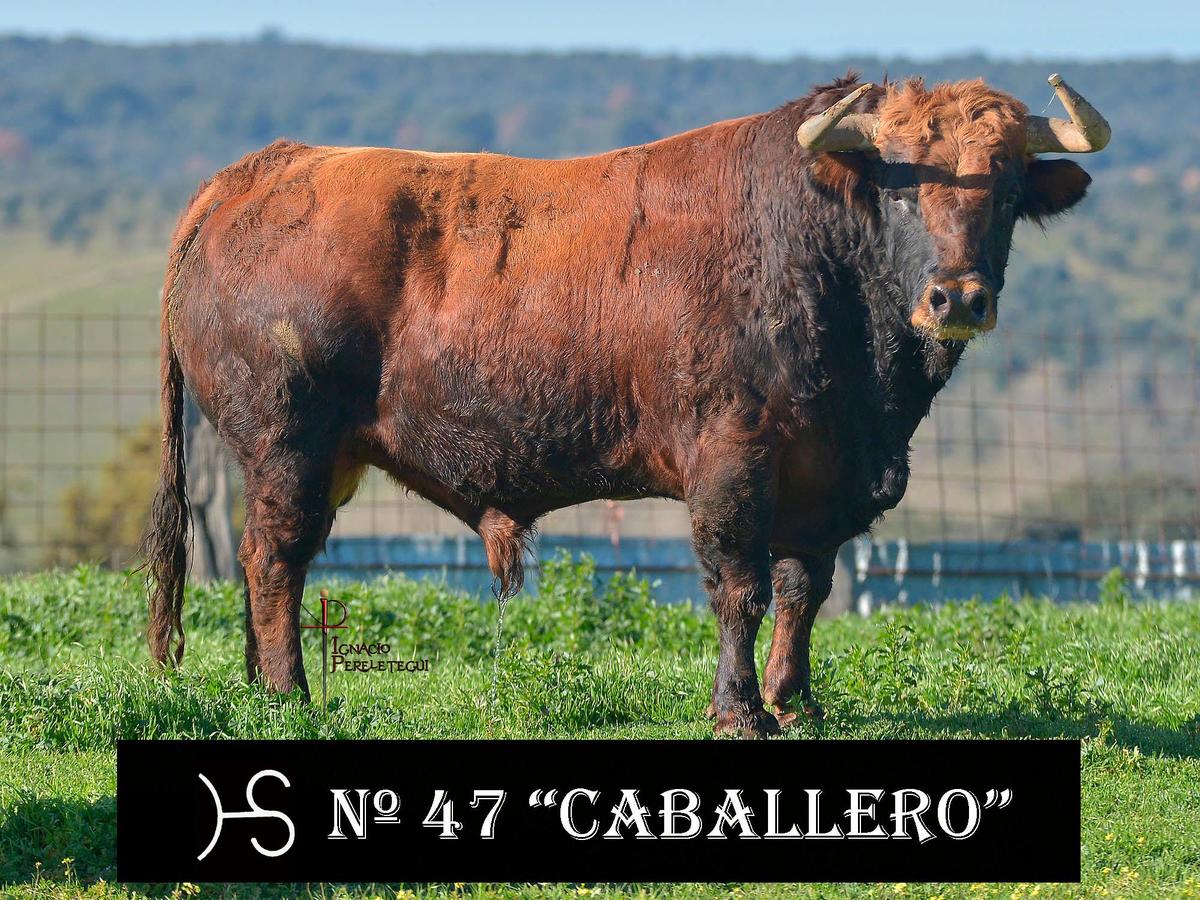 Nº47 “Caballero” de Hermanos Sánchez Herrero (Lunes)