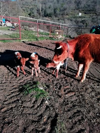 Imagen de los tres terneros que la vaca Fatema parió en solitario en La Calzada de Béjar.