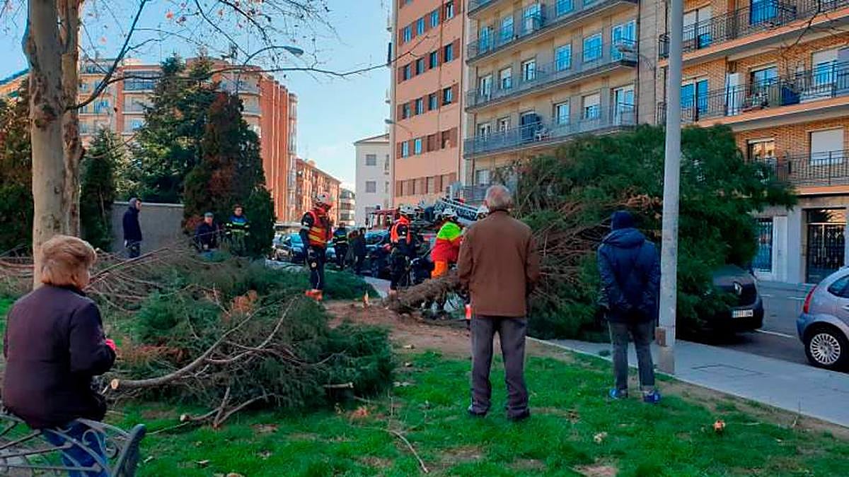 Uno de los árboles caídos en Salamanca durante este domingo.