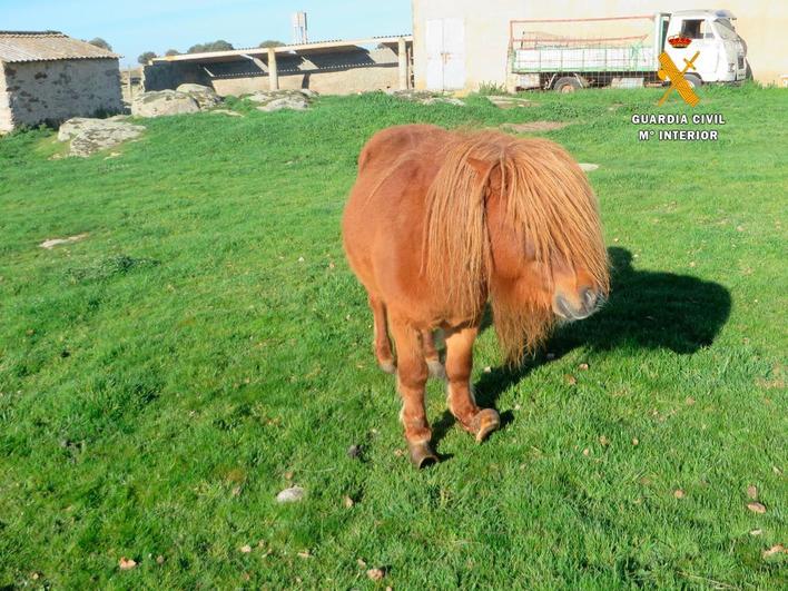 El poni que encontró la Guardia Civil en la finca.