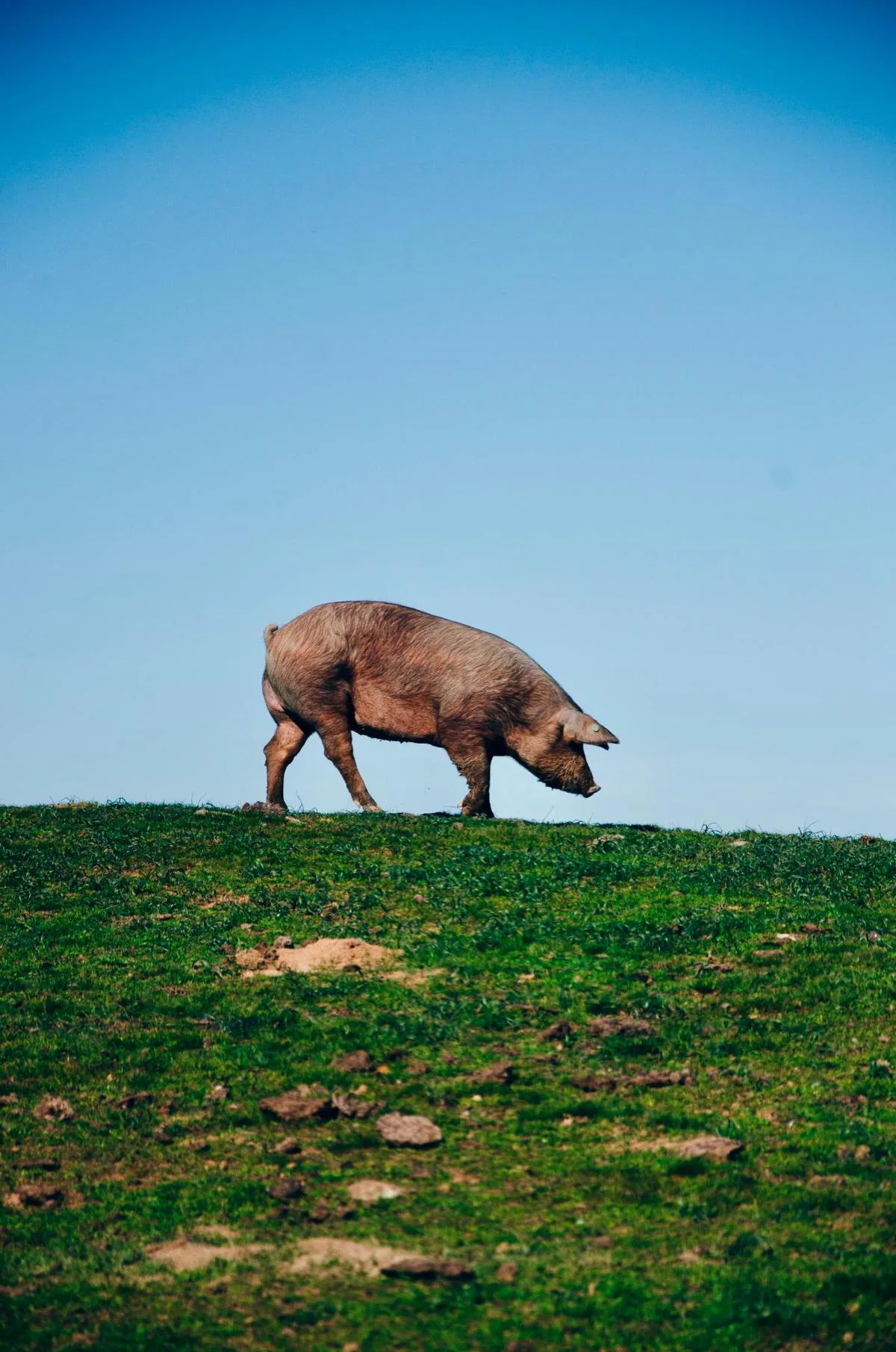 Un cerdo se alimenta en libertad en el campo.