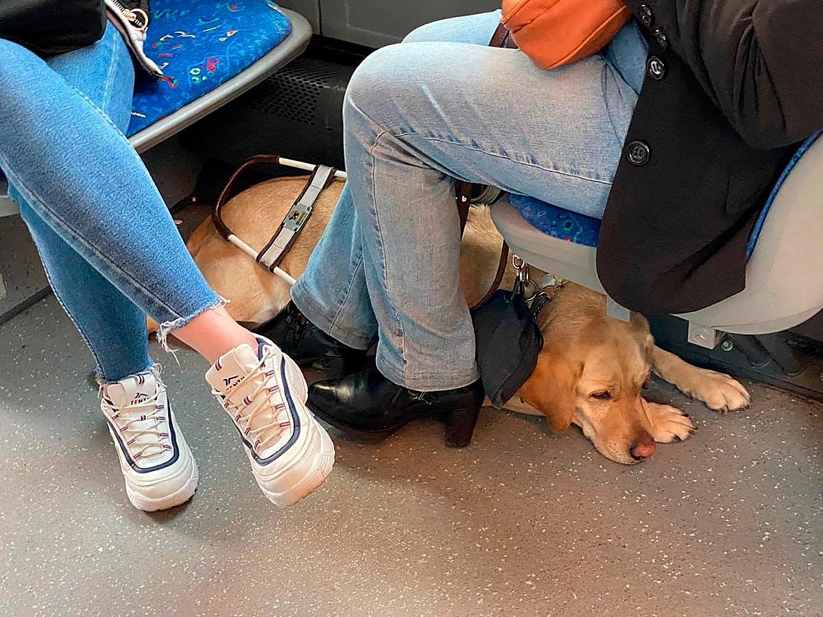 Perro de asistencia en un autobús en Oviedo.