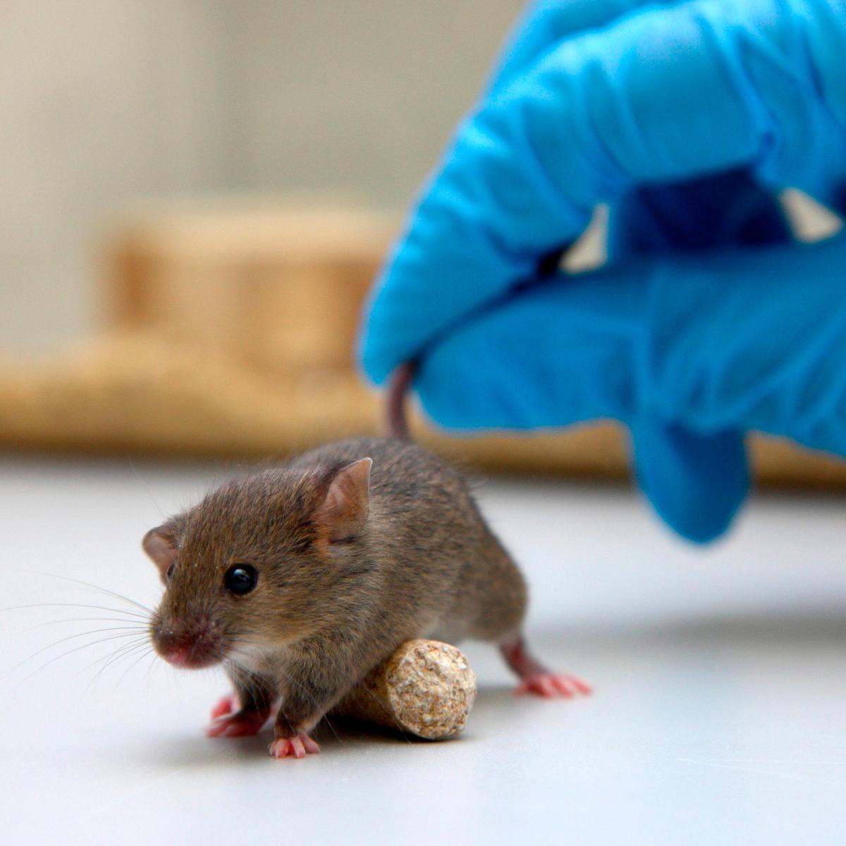 Un ratón en un laboratorio.