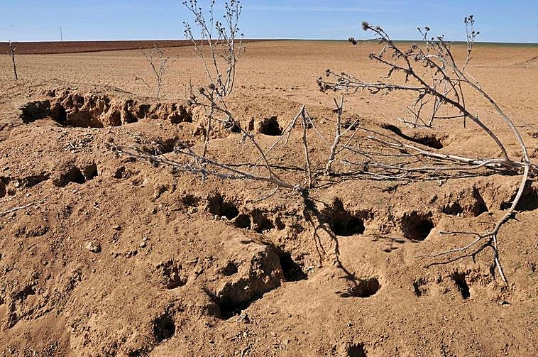 Madrigueras de conejos en una tierra de La Armuña.