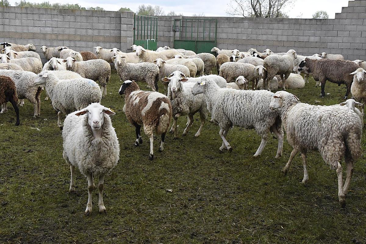 Rebaño de ovejas en un corral de una explotación de la comarca de Vitigudino.