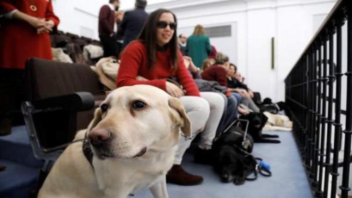 Un perro adiestrado junto a la persona a la que ayuda.